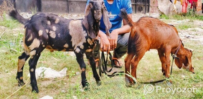 jora Khashi Baccha bikri korbo