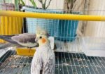 Bird For Sell