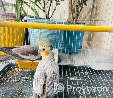 Bird For Sell