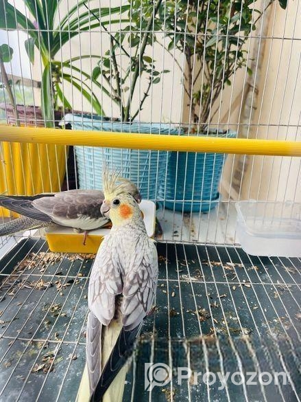 Bird For Sell
