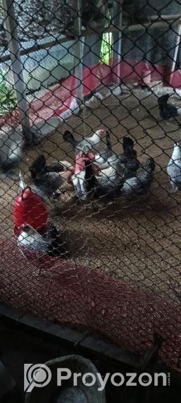 মিশরীয় ফাউমি মরগী