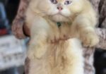 Pure Persian Cat