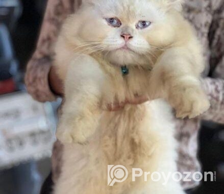 Pure Persian Cat