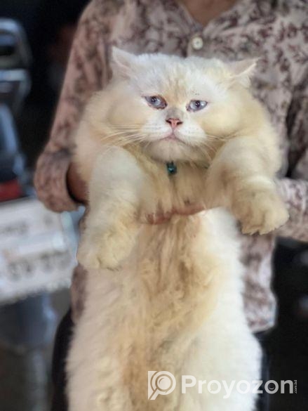 Pure Persian Cat