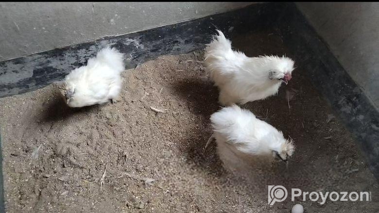 রানিং সিল্কি বিক্রি করা হবে।।