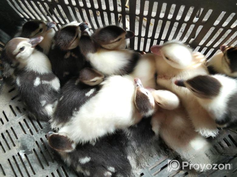 চিনা হাঁসের বাচ্চা