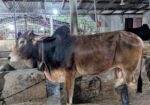 দেশী ষাঁড় গরু