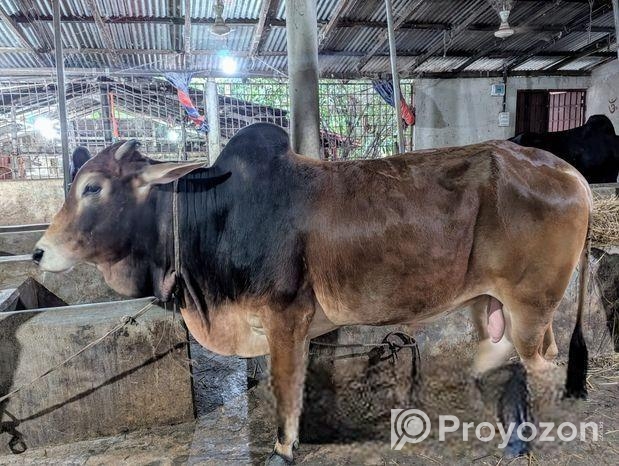 দেশী ষাঁড় গরু