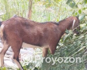 fitted-10_2025-10-27_21-42-50