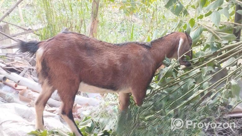 একটি পাঠি ছাগল বিক্রয় করা হবে