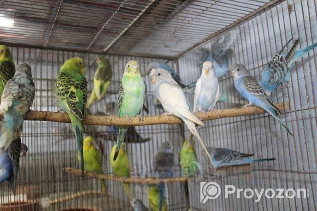 বাজরিগার পাখি