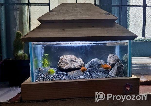 একুরিয়াম বিক্রি