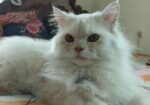 Pure Traditional Persian Cat Male