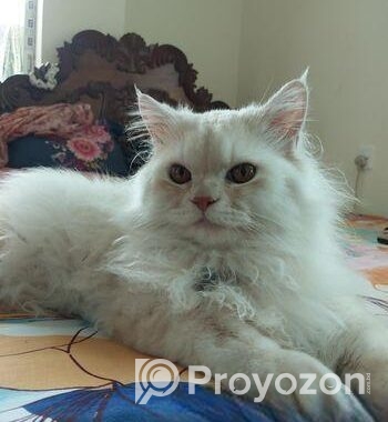 Pure Traditional Persian Cat Male