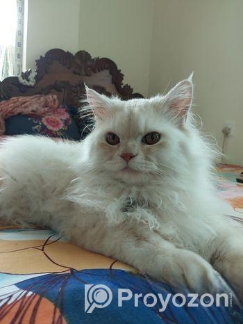 Pure Traditional Persian Cat Male