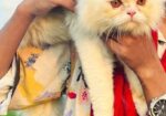 Persian Male Cat