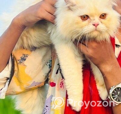 Persian Male Cat