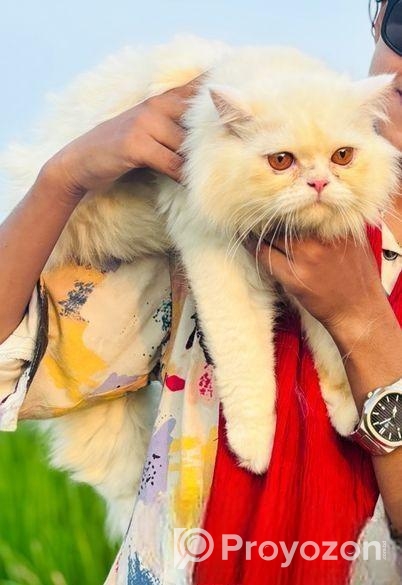 Persian Male Cat