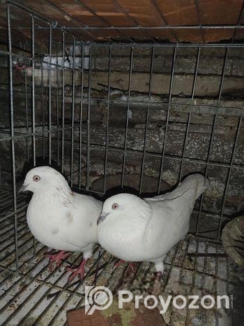 দেশি কবুতর