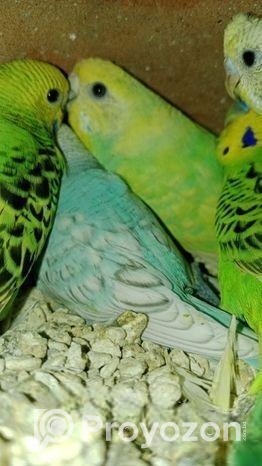 পাঁচটা বাচ্চা সহ রানিং