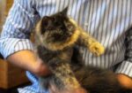 Pure Persian Long Coat Kitten