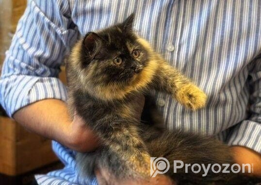 Pure Persian Long Coat Kitten