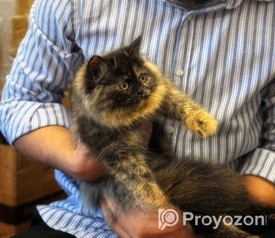 Pure Persian Long Coat Kitten