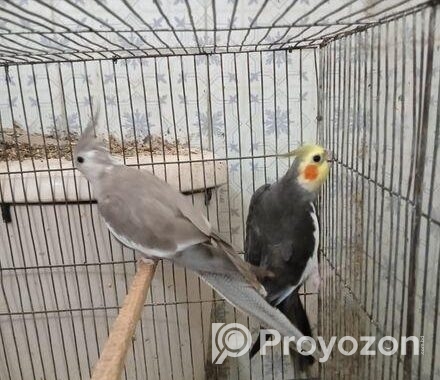cockatiel running pair