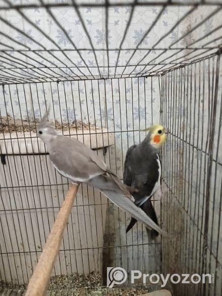 cockatiel running pair