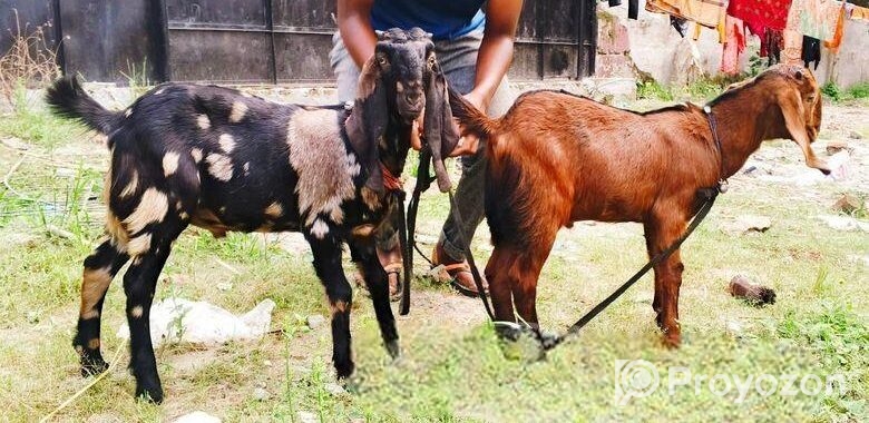 jora Khashi Baccha bikri korbo