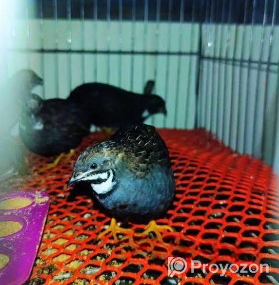 কিং কোয়েল পাখি বিক্রি করা হবে।