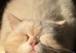 Pure Persian Cat