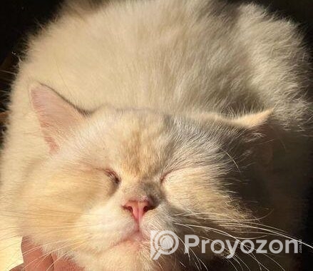 Pure Persian Cat
