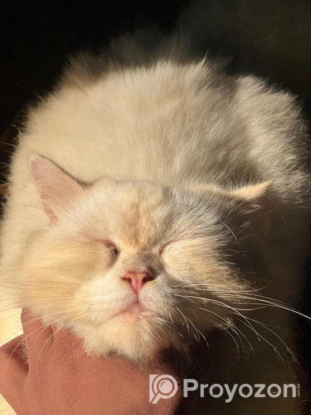 Pure Persian Cat