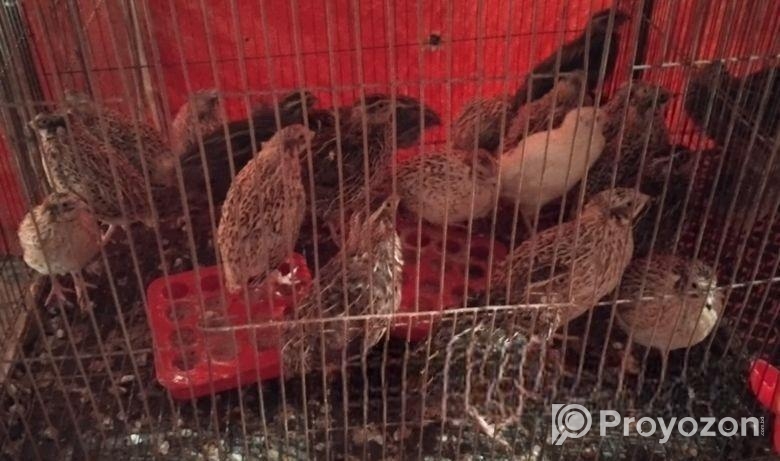 রানিং কোয়েল পাখি বিক্রি হবে।।