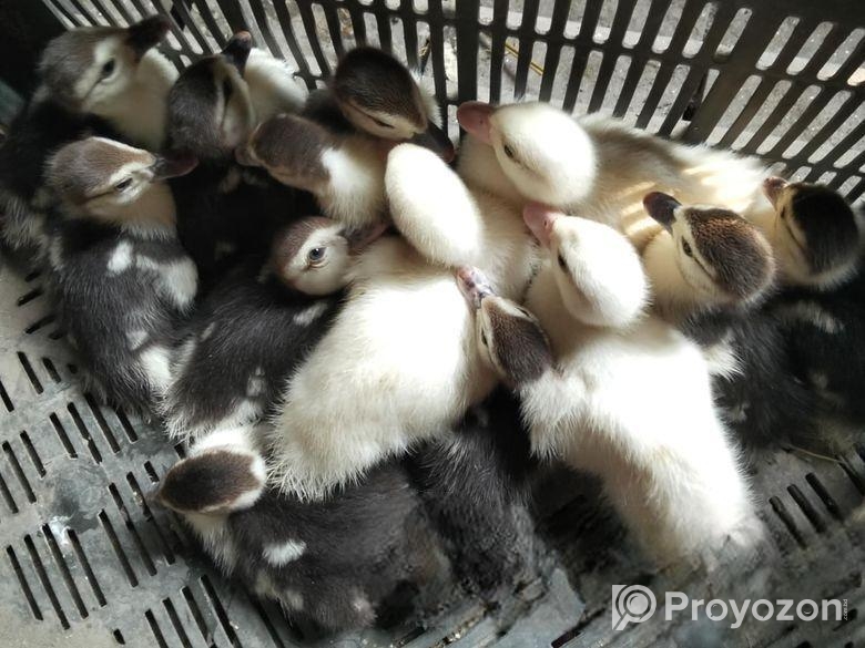 চিনা হাঁসের বাচ্চা