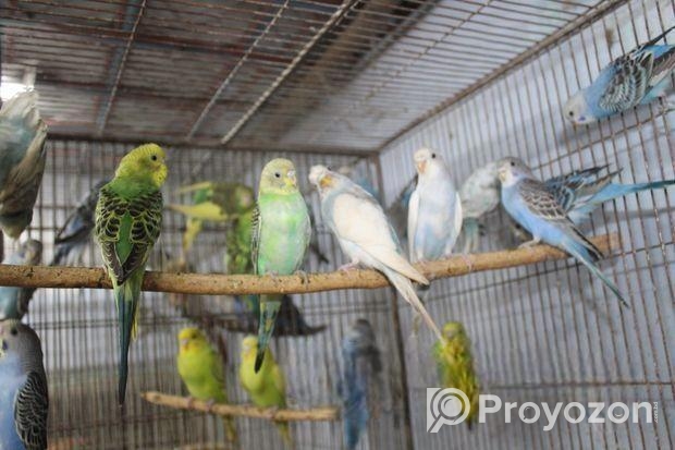 বাজরিগার পাখি