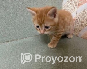 fitted-11_2025-10-30_10-10-50