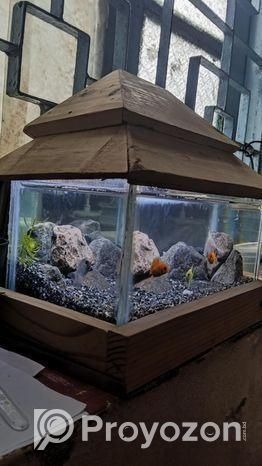 একুরিয়াম বিক্রি