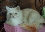 Pure Traditional Persian Cat Male