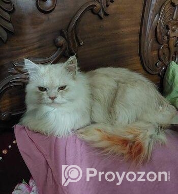 Pure Traditional Persian Cat Male