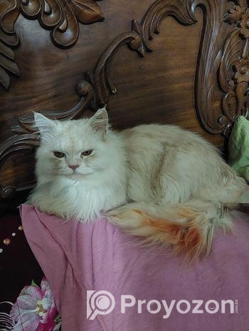 Pure Traditional Persian Cat Male