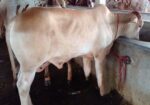 উন্নত জাতের এড়ে বাছুর (বাছুর নং ২৬)