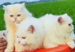 Persian Male Cat