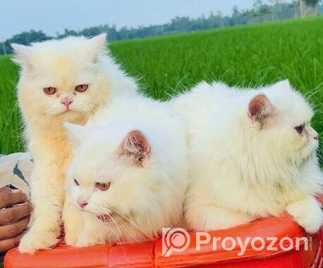Persian Male Cat