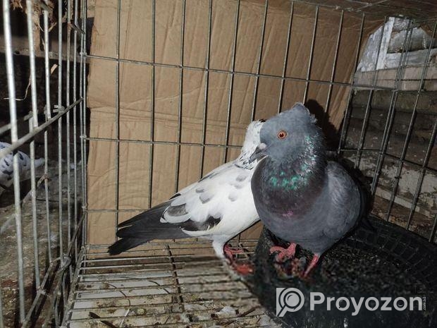 দেশি কবুতর