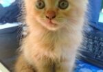 Traditional Persian Cat