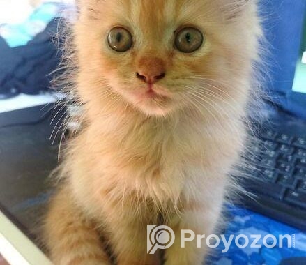 Traditional Persian Cat