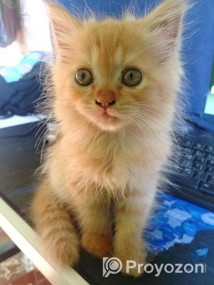 Traditional Persian Cat