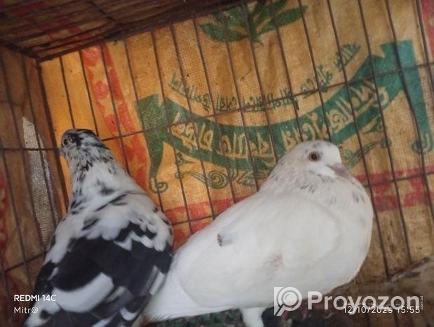 রানিং কবুতর